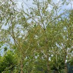 Vŕba babylonská (Salix Babylonica) ´AUREA´ - výška 300-350 cm, obvod kmeňa 10/12 cm, kont. C35L - NA KMIENKU